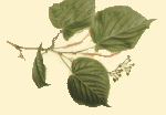 lindlv